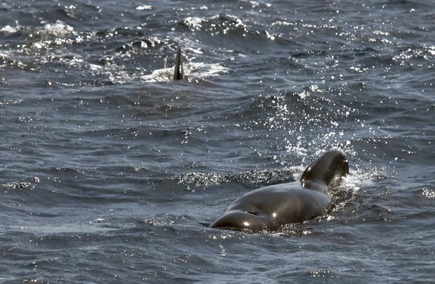 Empresarios valencianos del sector turísmo participan en un proyecto de custodia marina