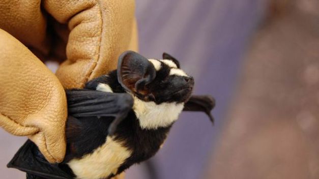 Hasta 22 especias de murciélagos se refugian en tres centrales hidráulicas