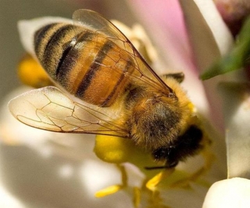 Pucón podría convertirse en la segunda reserva natural para abejas en Chile