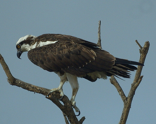 La recuperación del águila pescadora