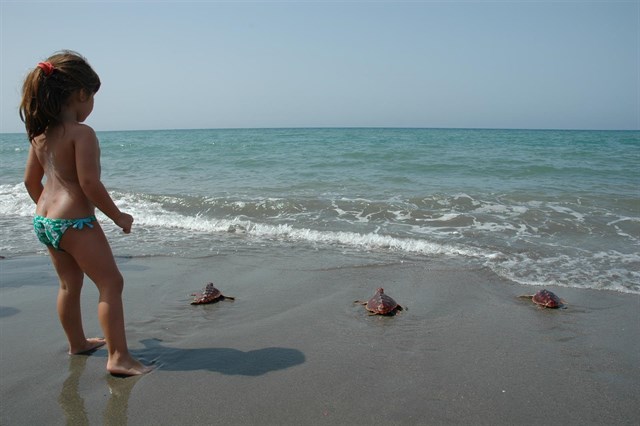 Trece tortugas bobas son liberadas este miércoles en una playa de Pulpí (Almería)