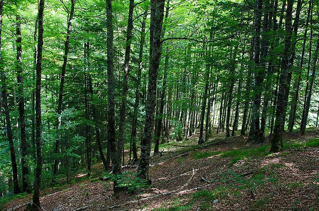 Habilitados 14 miradores interpretativos con mesas panorámicas en la Selva de Irati