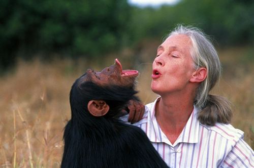Jane Goodall visitará Atapuerca (Burgos) en febrero