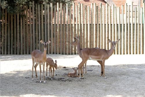Nacen dos crías de impala de cara negra en el Zoo de Barcelona