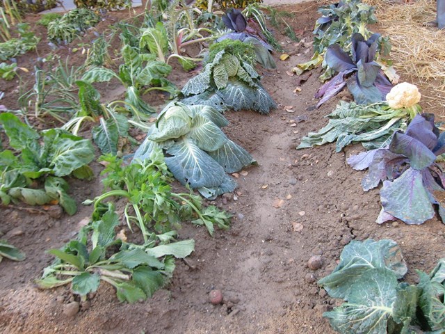 El Ayuntamiento de Murcia aprobará en septiembre los bancos de tierra