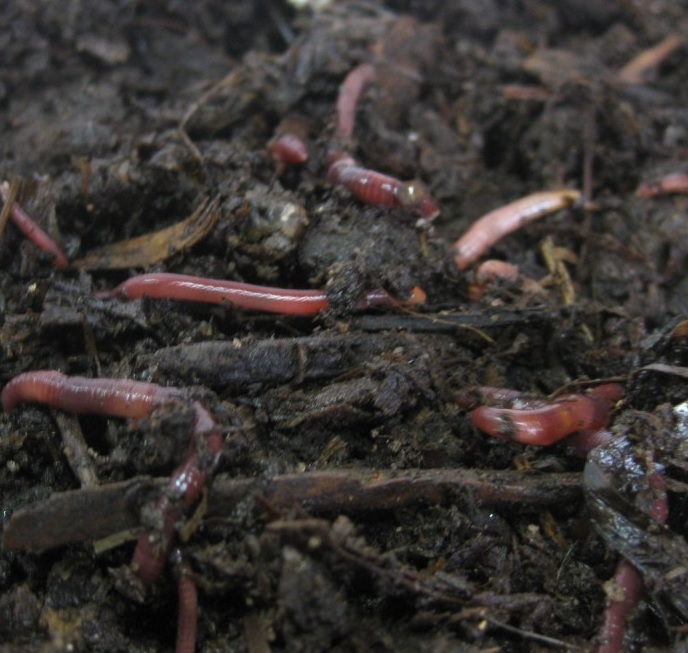 Qué sabes del vermicompostaje