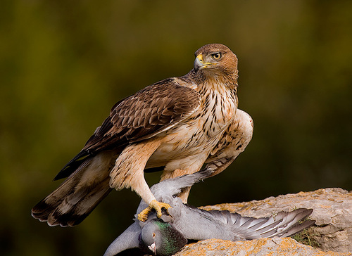 La reintroducción de especies ayuda en la conservación de la biodiversidad