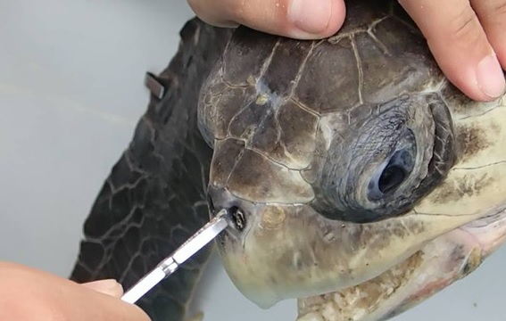 Así perjudica la contaminación a las tortugas marinas (Ver Video)