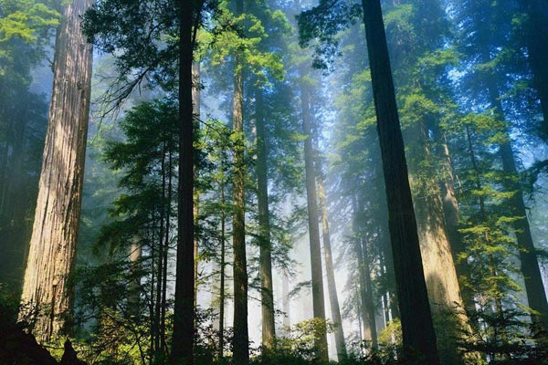 Día Internacional de los Bosques