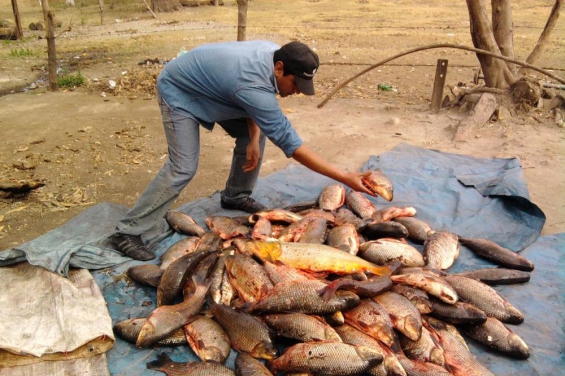 Argentina. Prefectura incautó 400 kilos de pescado fresco