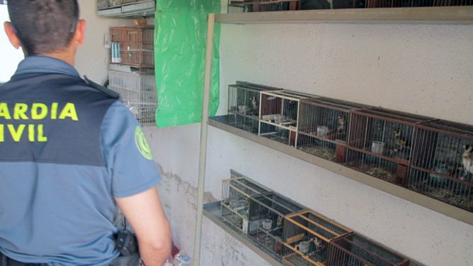 La Benemérita incauta aves fringílidas en cautividad en un domicilio de Lorca