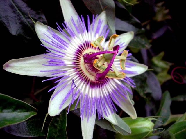 La pasiflora y la amapola de California combaten el estrés