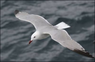 La UE da un paso adelante para reducir las capturas accidentales de aves en artes de pesca