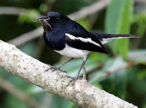 FIDA crea una web donde se puede observar en directo a distintas especies para estudiar su comportamiento