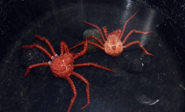 Cangrejos rey: una amenaza para el ecosistema del fondo marino de la Antártida