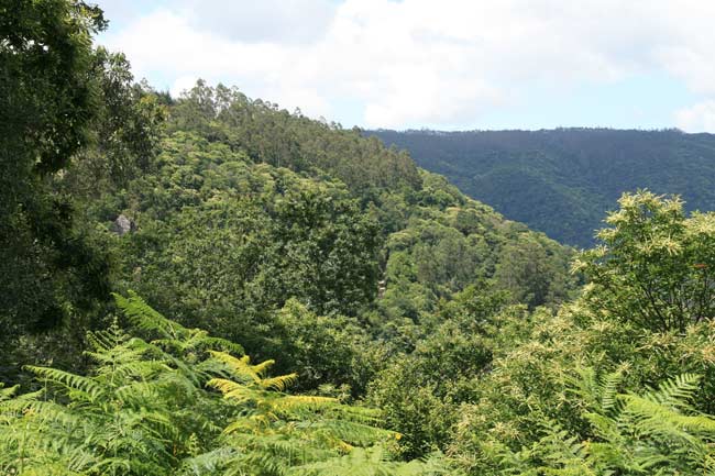 Greenpeace felicita a las comunidades de montes y los propietarios forestales que reciben hoy el sello FSC