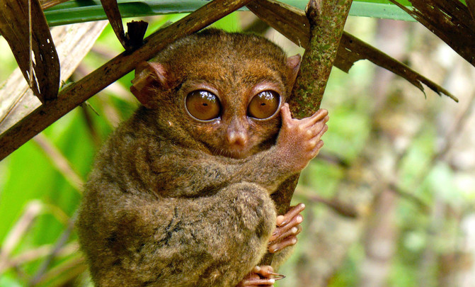 Descubren en Lleida una nueva especie de primate de 37 millones de años