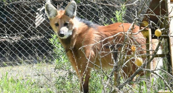 Argentina: Rescatan un aguará guazú en la localidad bonaerense de Pérez Millán