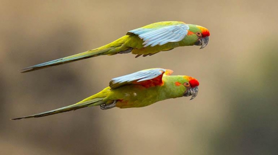 Bolivia. Una guía ilustrada de aves reúne a 1.435 especies