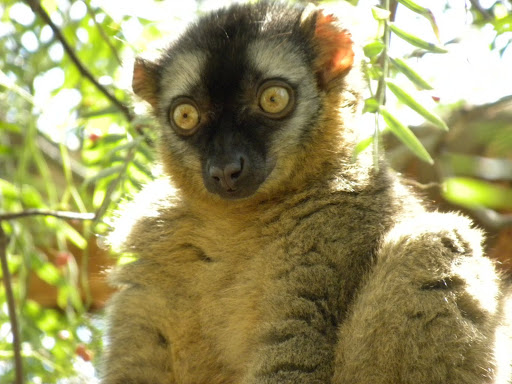 Nace la primera cría de lémur frentirrojo