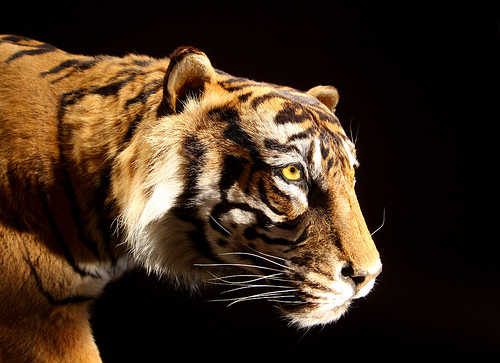 Primeras imágenes de un tigre de Sumatra en vias de extinción