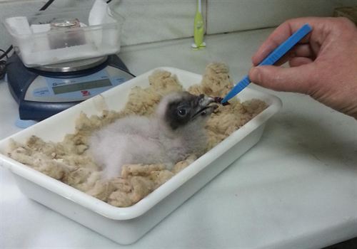 Jaén. La temporada de cría del quebrantahuesos 2012-2013 se salda con el nacimiento de seis pollos