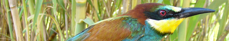 Día Mundial de las Aves Migratorias-WMBD (14 y 15 de mayo de 2011)