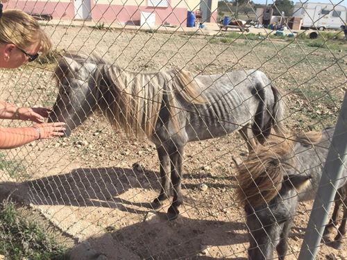 Dos ponis y un burro en estado ‘deplorable’ rescatados en Cartagena