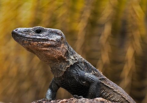 Un equipo internacional de biólogos identifica una nueve especie de lagarto gigante en Filipinas