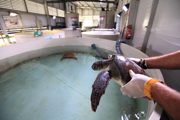CEU-UCH investigará a los delfines y tortugas marinas del Oceanogràfic para prevenir o paliar posibles patologías