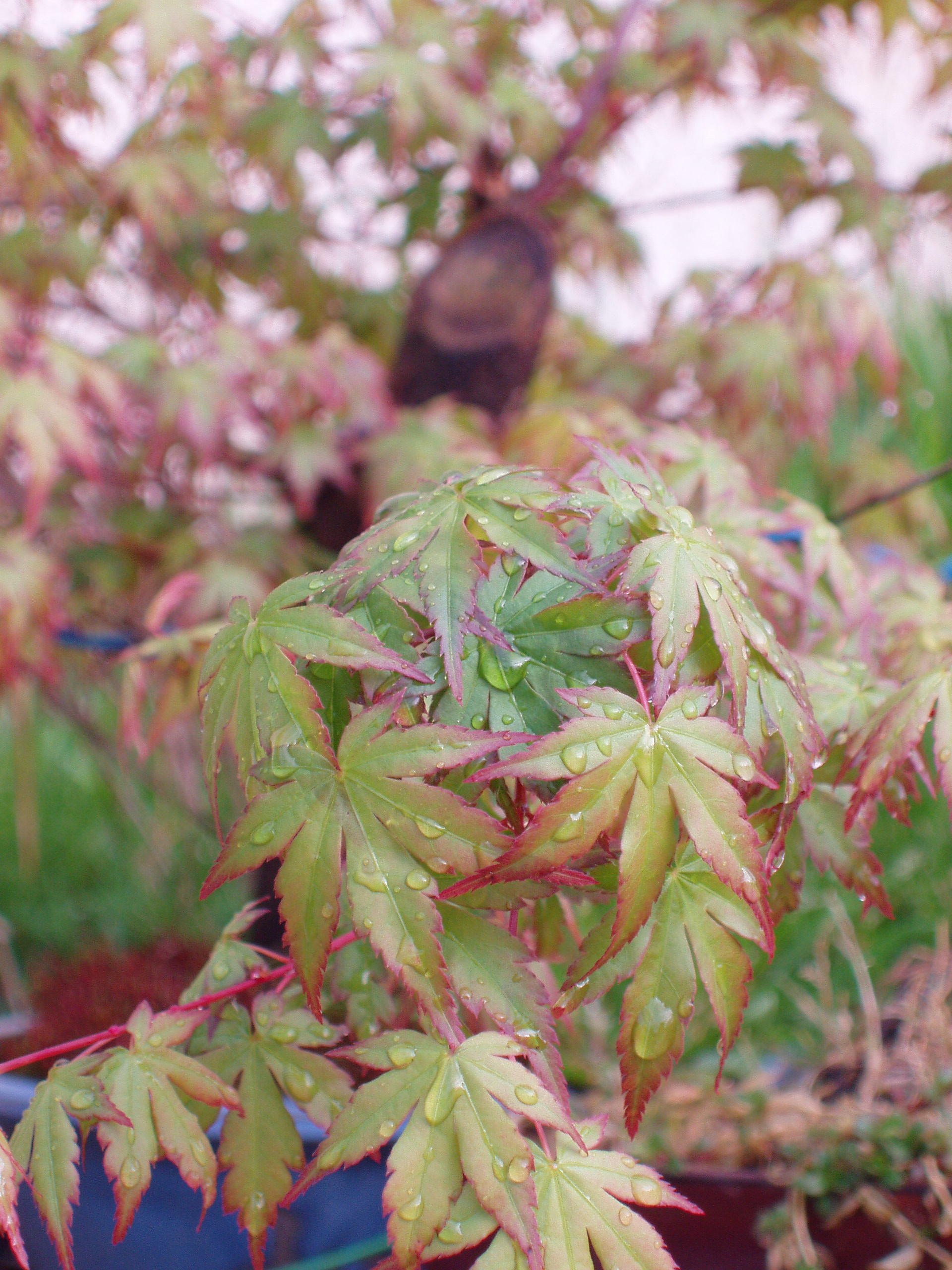 La protección de la naturaleza y los esfuerzos ‘conjuntos’