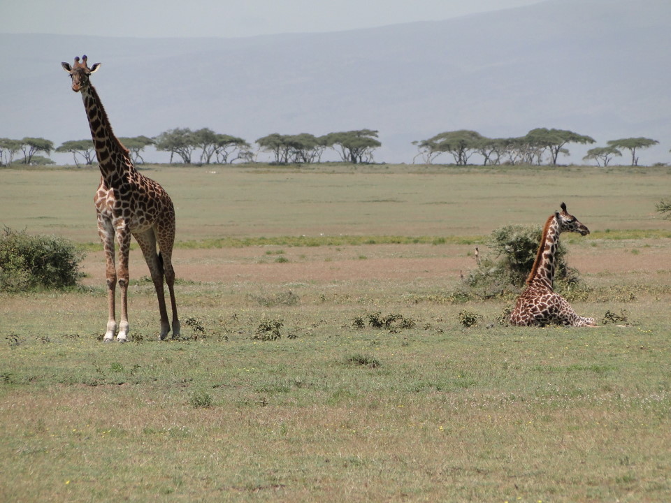 La riqueza de especies vegetales favorece la resistencia de los ecosistemas a la desertificación