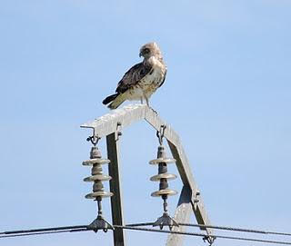 La Rioja corrige tendidos eléctricos y evitar daños a la avifauna