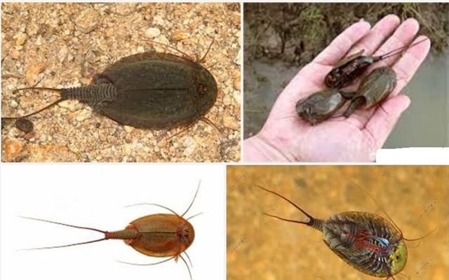 Vendían huevos de crustáceos en cuatro tiendas de Lugo