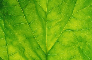 Un hoja artificial convierte la energía solar en combustible líquido