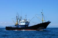 Se consolida la pesquería de la anchoa del Cantábrico con datos históricos