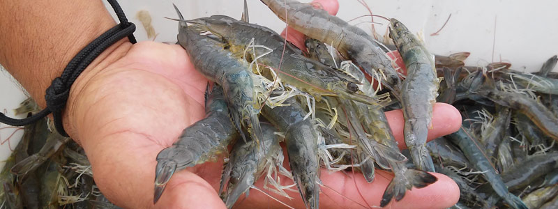 Desarrollan cultivo hiperintensivo de camarón