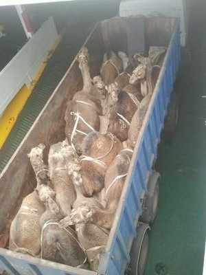Denuncian las condiciones del transporte de dromedarios para Cabalgatas