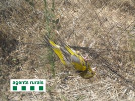 Los Agentes Rurales han denunciado a Lleida 7 cazadores furtivos de aves protegidas este mes de agosto