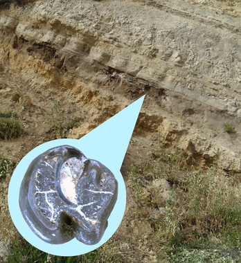 Un roedor del Mioceno es el nexo de unión entre los gundis africanos y asiáticos