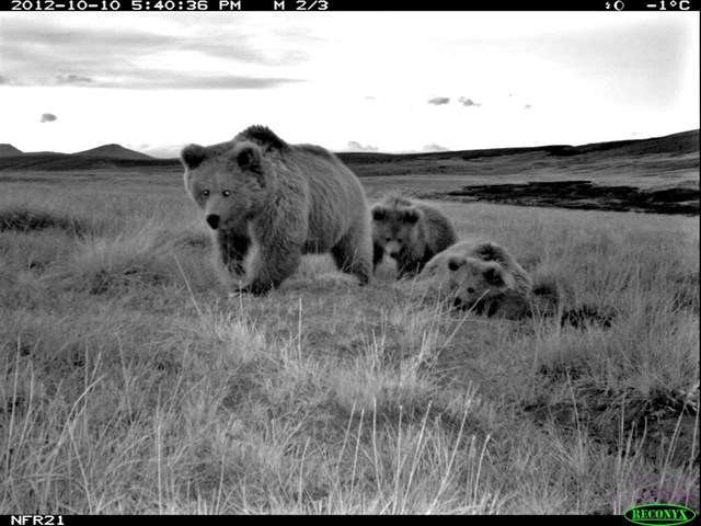 La leyenda del Yeti se ‘esfuma’