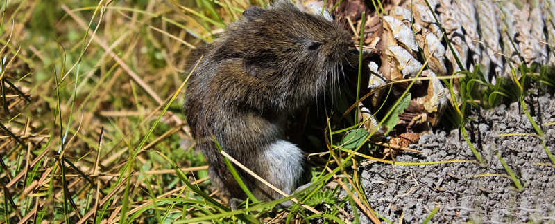 Conocías el ratón meteoro de California