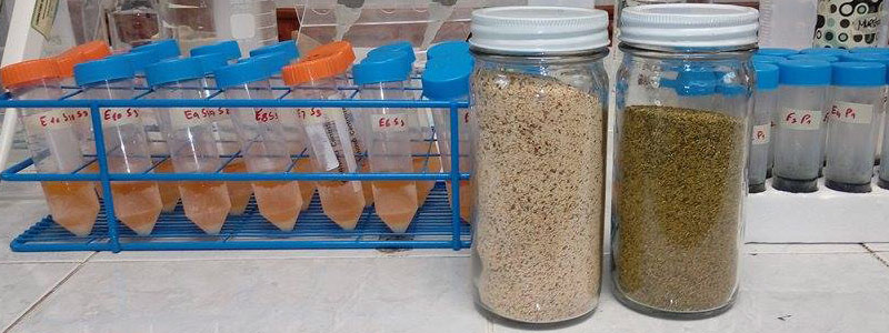 Proponen aprovechamiento de residuos de aguacate