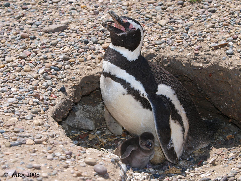 Chile. Explotación de carbón en Isla Riesco hario peligrar colonia de pingüino de Magallanes