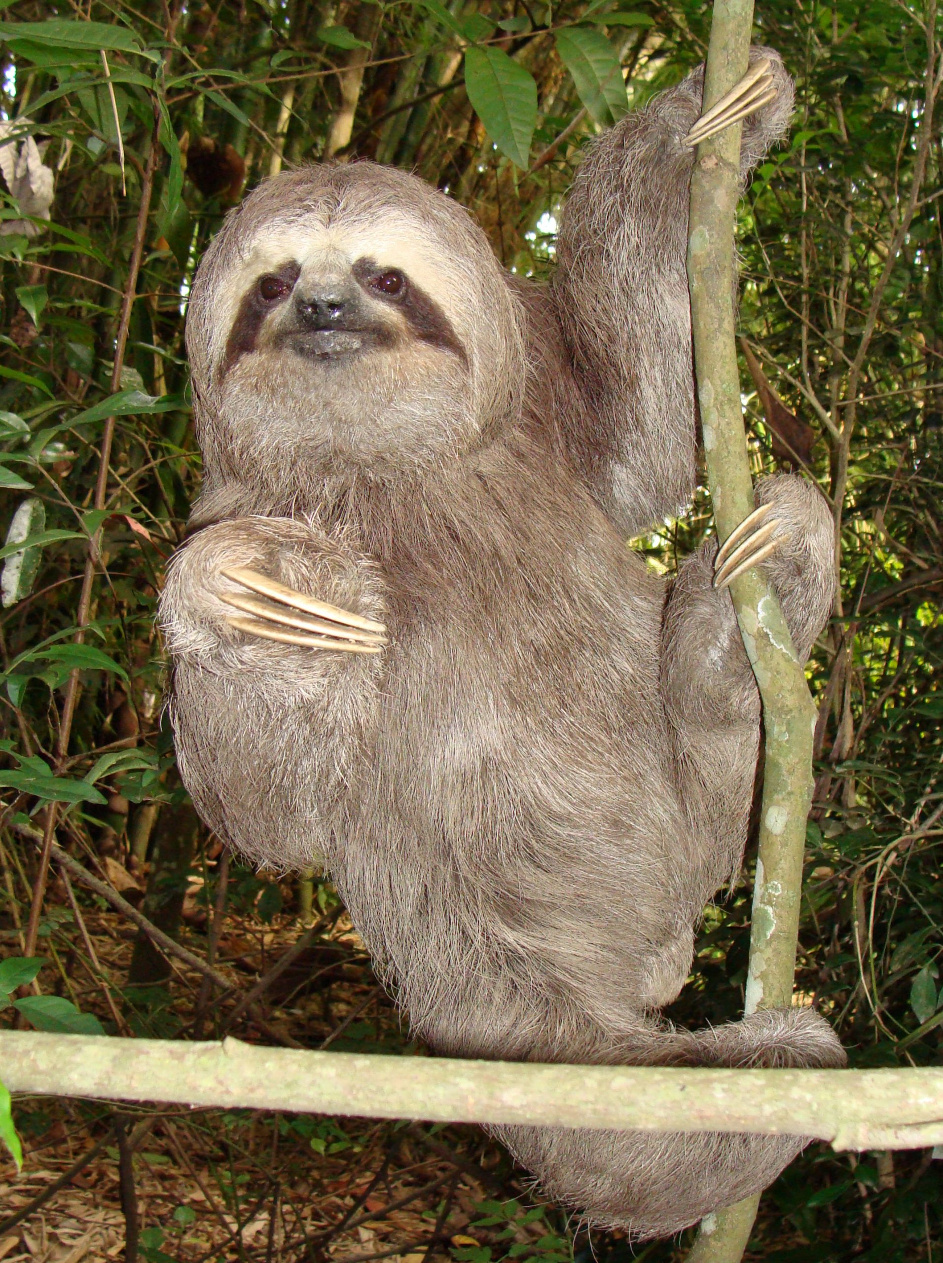 Perezas: de la ciudad al yagrumal