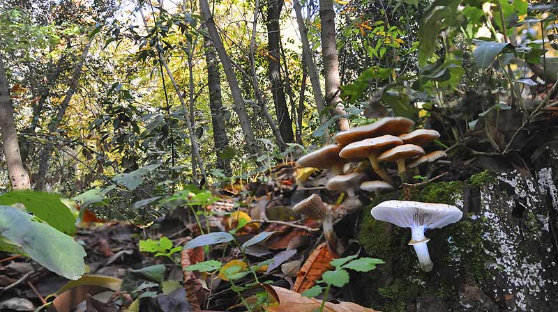 Un incendio en los bosques de la Alhambra afecta a dos hectáreas de matorral y arbolado