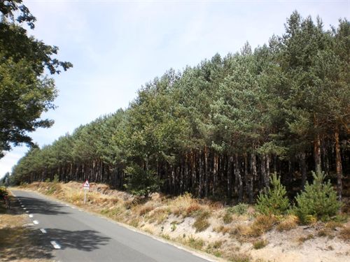 Galicia. Unas 9.500 hectáreas de tierras no agrícolas serán forestadas con coníferas y castaños