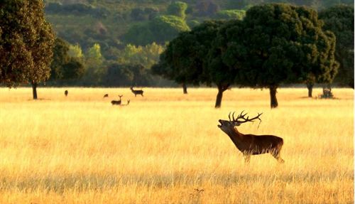 Turismo sostenible. Parque Natural de Cabañeros
