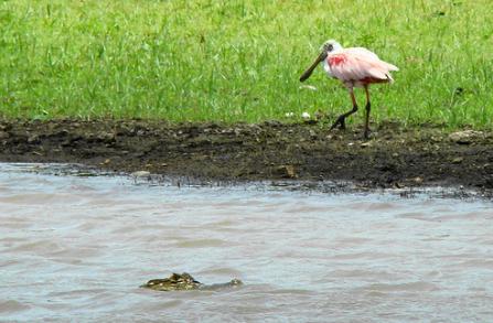 Ecologistas exigen medidas contra la pérdida de los humedales