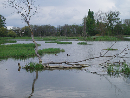 El Centro Español de Humedales celebra el Día Mundial de los Humedales